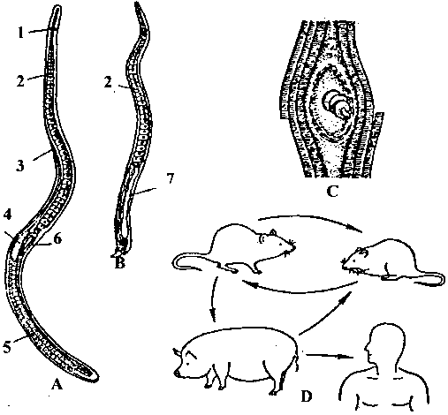 nacini